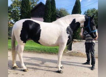 Baroque Pinto, Mare, 11 years, 16.2 hh