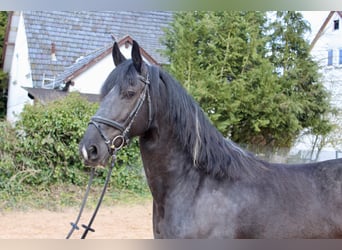 Baroque Pinto, Mare, 11 years, 16 hh, Pinto