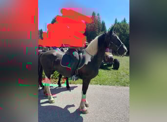 Baroque Pinto, Mare, 11 years, 16 hh, Pinto