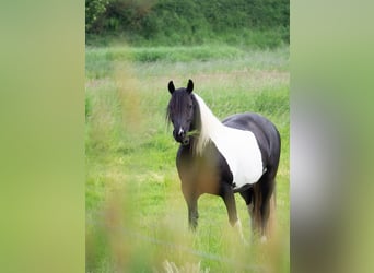 Baroque Pinto, Mare, 12 years, 15,3 hh, Pinto