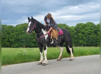 Baroque Pinto, Mare, 13 years, 15.1 hh, Pinto