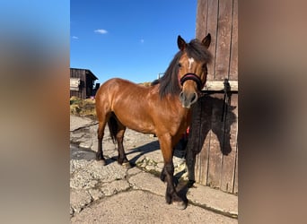 Baroque Pinto Mix, Mare, 14 years, 13.3 hh, Brown