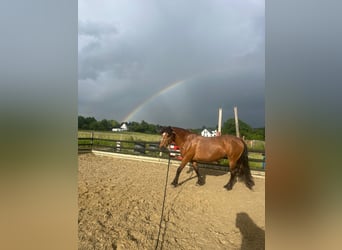 Baroque Pinto Mix, Mare, 14 years, 13.3 hh, Brown