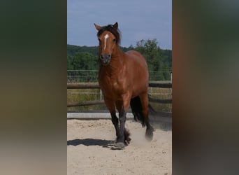 Baroque Pinto Mix, Mare, 14 years, 13.3 hh, Brown