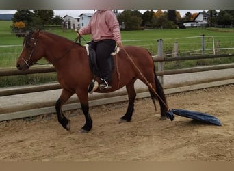 Baroque Pinto Mix, Mare, 14 years, 13.3 hh, Brown