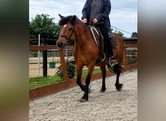 Baroque Pinto Mix, Mare, 14 years, 13.3 hh, Brown