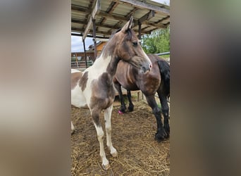 Baroque Pinto Mix, Mare, 1 year, 13,2 hh, Pinto