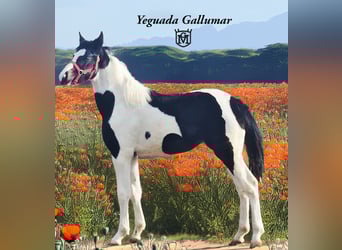 Baroque Pinto, Mare, 1 year, 15.1 hh, Pinto