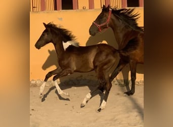 Baroque Pinto, Mare, 1 year, 15,3 hh