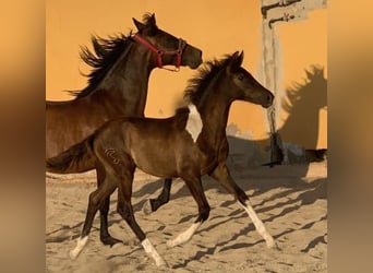 Baroque Pinto, Mare, 1 year, 15,3 hh