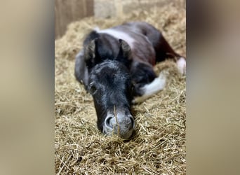 Baroque Pinto, Mare, 1 year, 15,2 hh, Pinto