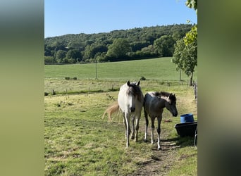 Baroque Pinto, Mare, 1 year, 15,2 hh, Pinto