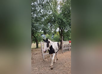 Baroque Pinto, Mare, 1 year, 16.1 hh, Pinto