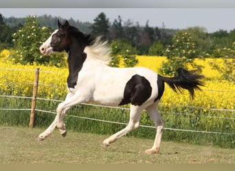 Baroque Pinto, Mare, 1 year, 16,1 hh, Pinto