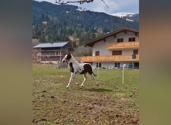 Baroque Pinto, Mare, 1 year, 16,1 hh, Pinto