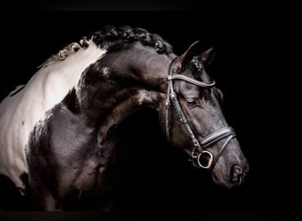 Baroque Pinto, Mare, 1 year, 16,1 hh, Pinto
