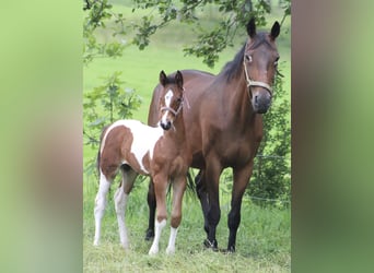 Baroque Pinto Mix, Mare, 1 year, 16,2 hh, Pinto