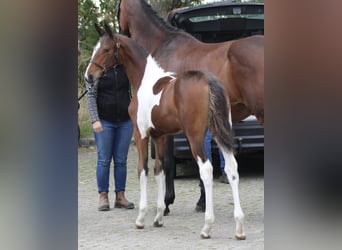 Baroque Pinto Mix, Mare, 1 year, 16,2 hh, Pinto