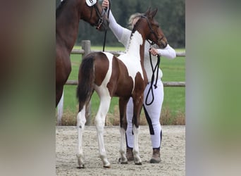 Baroque Pinto Mix, Mare, 1 year, 16,2 hh, Pinto