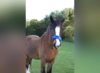 Baroque Pinto Mix, Mare, 27 years, 16 hh, Brown