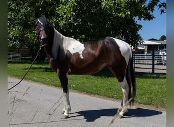 Baroque Pinto, Mare, 2 years, 14,1 hh, Pinto