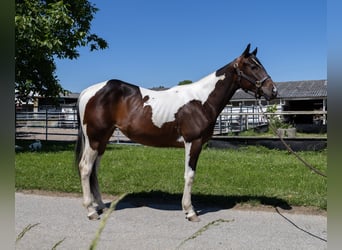 Baroque Pinto, Mare, 2 years, 14,1 hh, Pinto