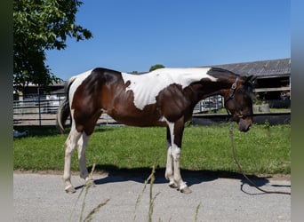 Baroque Pinto, Mare, 2 years, 14,1 hh, Pinto