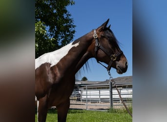 Baroque Pinto, Mare, 2 years, 14,1 hh, Pinto
