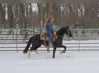 Baroque Pinto, Mare, 2 years, 14,3 hh, Black