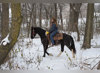 Baroque Pinto, Mare, 2 years, 14,3 hh, Black