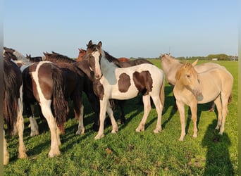 Baroque Pinto, Mare, 2 years, 15.2 hh, Tobiano-all-colors