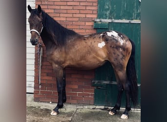 Baroque Pinto Mix, Mare, 2 years, 15,2 hh, Leopard-Piebald