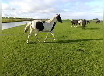 Baroque Pinto, Mare, 2 years, 15,2 hh, Tobiano-all-colors