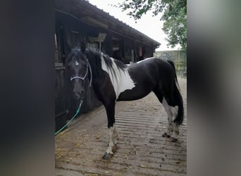 Barockpinto, Stute, 2 Jahre, 16 hh