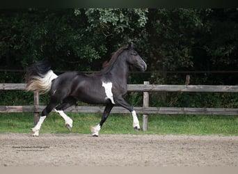 Baroque Pinto, Mare, 2 years, 16 hh, Tobiano-all-colors
