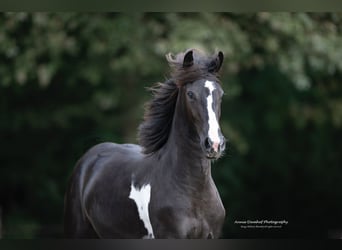 Baroque Pinto, Mare, 2 years, 16 hh, Tobiano-all-colors