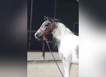 Baroque Pinto Mix, Mare, 2 years, Pinto