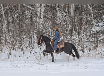 Baroque Pinto, Mare, 3 years, 14.3 hh, Black