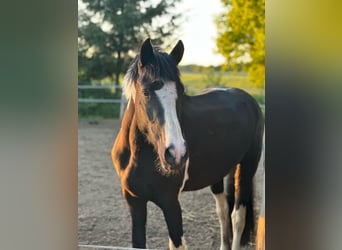 Baroque Pinto, Mare, 3 years, 14,2 hh, Pinto