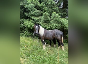 Baroque Pinto, Mare, 3 years, 15.1 hh, Pinto