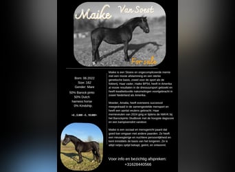 Baroque Pinto, Mare, 3 years, 15,3 hh, Black