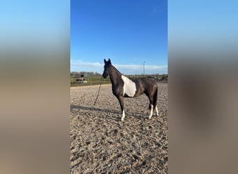 Baroque Pinto, Mare, 3 years, 15.3 hh, Tobiano-all-colors