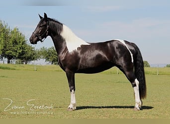 Baroque Pinto, Mare, 3 years, 15,2 hh, Black