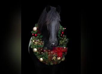 Baroque Pinto, Mare, 3 years, 15,3 hh, Tobiano-all-colors