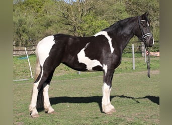 Baroque Pinto, Mare, 3 years, 16.2 hh, Pinto