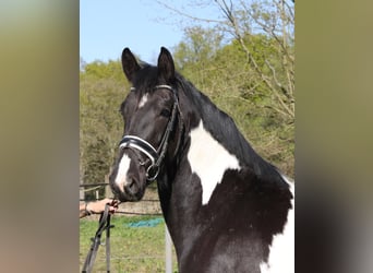 Baroque Pinto, Mare, 3 years, 16.2 hh, Pinto