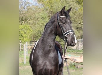 Baroque Pinto, Mare, 3 years, 16.2 hh, Pinto