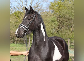 Baroque Pinto, Mare, 3 years, 16.2 hh, Pinto