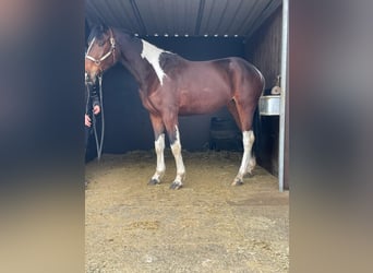 Baroque Pinto, Mare, 3 years, 16 hh, Pinto
