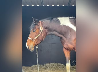 Baroque Pinto, Mare, 3 years, 16 hh, Pinto